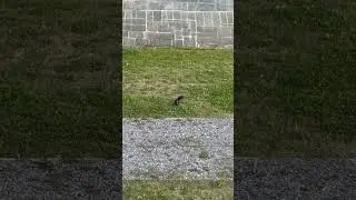 #rat #squirrel #squirrelmaster #blacksquirrel #squirrelpower #nature #canada #candalife #square