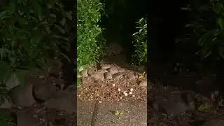 Mama Rac and her Four Adorable Kits