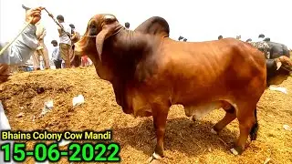 Bhains Colony Mandi Karachi Cattle Rates 15-06-2022 | Big Brahman Bull Prices ? | Cow Mandi 2022