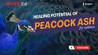 Healing benefits of peacock ash for asthma | MedEd | English