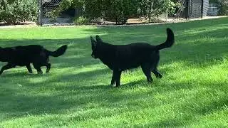 ELITE Black German Shepherds Playing/Hunting on a Sunday Morning