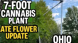 How to grow cannabis outdoors in Ohio, part 2