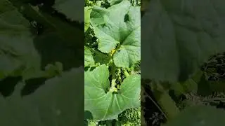 nitrogen in the chicken poop