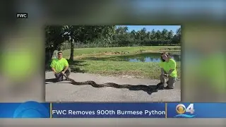 FWC Removes 900th Burmese Python