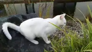 Snowi im Garten
