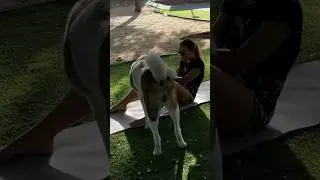 Fanny Video Alert: Dog and Fitness Girl Comedy Duo! #dogs #dogfunny #funnydogs #fitness #homeworkout