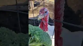 Derick the Broad-breasted White Turkey eating broccoli #cute #asmr #farm #goat #turkey #tastetest