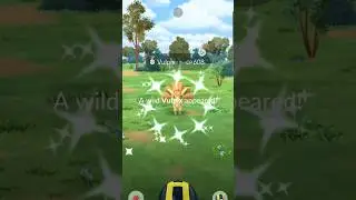 Vulpix 🔥Community Day❄️ Shinies ✨ #shorts #gaming #pokemon