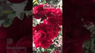 Великолепная Блек Меджик \ Black Magic rose #roses #питомникроз #garden #flower