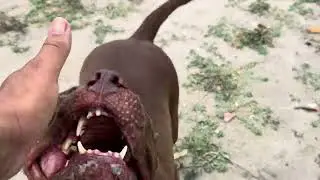Pitbull Monster 🔥#lekthebestkennel 