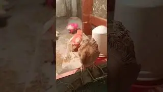 Billi me chuzo ko daraya