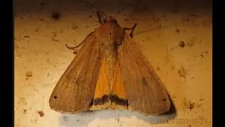 The large yellow underwing Noctua pronuba Greece by Theo