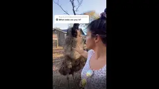 She was not Emu-sed 😂🤣 | #tiktok theblondebrewer #shorts