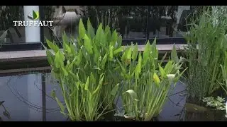 Plante de bassin : cultiver la Pontederia Lanceolata-plante aquatique - Truffaut