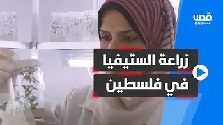 فلسطينيتان تنجحان في زراعة نبات الستيفيا واستخلاص السكر المُحلى.