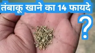 How does tobacco harm our body? 14 benefits of eating tobacco gutka | Tobacco gutkha khaini zarda