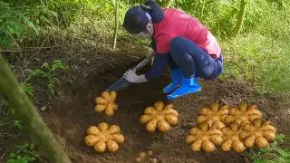 From Forest to Table: Harvesting Wild Yams & Cooking Homestyle Recipes | Hana Daily Life 686