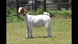 Cowley Livestock July 29 Online Sale, Lot 4, Tag 532