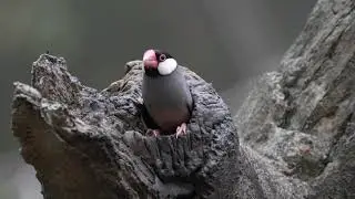 Edward Youde Aviary, Hong Kong