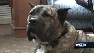 Louisville rescue pup Ethan wins American Humane Hero Dog of the Year award
