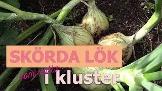 Sk&ouml;rda l&ouml;k s&aring;dd i kluster