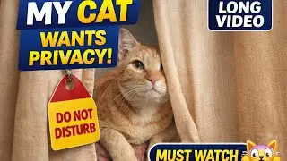 Cheetah ki privacy 😺🤣🤣 |Funny cat comedy 