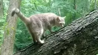 😺🐕🐺 BOOGIELAND!  EPISODE 1 (7/1/22)