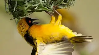 Before the Farm Wakes Up | Morning Birds on a Kenyan Farm (Live)