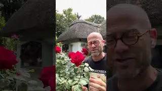 Personal growing review of hybrid tea rose &lsquo; happy Ruby wedding&rsquo; (FRYnoble) #gardenerben 