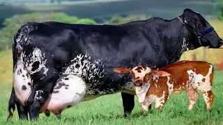 दुनिया की सबसे ज्यादा दूध देने वाली Gigirolando Cow 🐄 | World Highest Milk Giving Cow