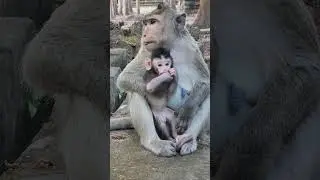 new born baby monkey  🐒 playful attractive gorgeous 🐒 #shorts #animals #monkey