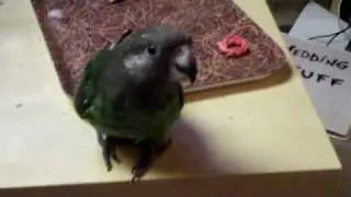 Brown-headed parrot tries to give cat her come-uppance
