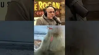 Joe Rogan on Polar Bears