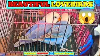 LOVEBIRDS SUPER SALE SA HULONG DUHAT MALABON
