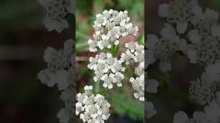 🌿✨ Symphony of Nature | A Magical Journey with Conte Zumma Domein 🌞🍃🌺