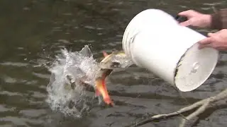 Trout stocking: A sure sign of spring in the Poconos