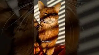 Handsome Somali cat in the sun #shorts #shortsfeed #cat #catvideo #catlover #catshorts