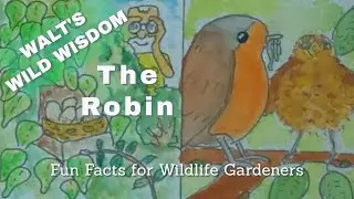The Robin - its life cycle and how you can help this lovely garden bird