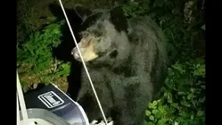 Black Bear Raids North-South Lake Campground Site
