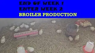 Broiler Chicken Week 2 : Moving from Broiler Mash to Grower Mash