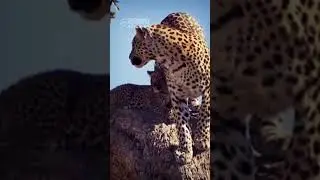 Leopard Carrying Its Little Cub Down From A Tree (Amazing Sights)