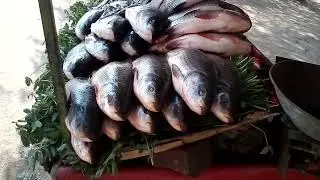 Fresh Fish View | Greatest Pakistan
