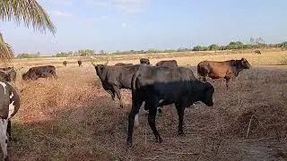 TOUROS GANHARAM PESO MUITO RÁPIDO 🐂🐄