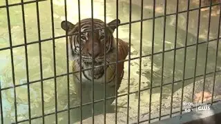 Animals being kept cool at Charles Paddock Zoo