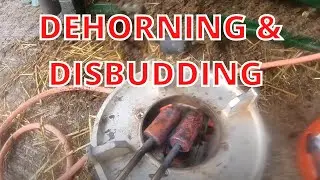 TECHNICAL #11 | DEHORNING & DISBUDDING CATTLE