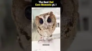 the Best Owl Core Moments pt01 #shorts #funnyanimals