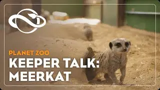 Planet Zoo | Keeper Talk | Meerkat