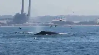 Lunge-feeding Humpback Whales, Monterey Bay, September, 2015