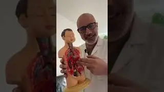افضل طريقة لحماية الكلى وماهي اعراض الكلى وكيف نتأكد من صحة الكلى الدكتور وليد سرحان اخصائي قلبية