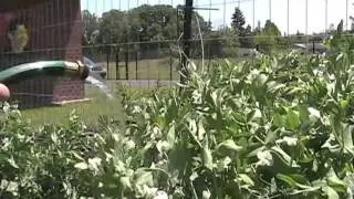 School Garden Project of Lane County, Oregon